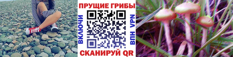 Псилоцибиновые грибы мицелий  купить   blacksprut онион  Аткарск 